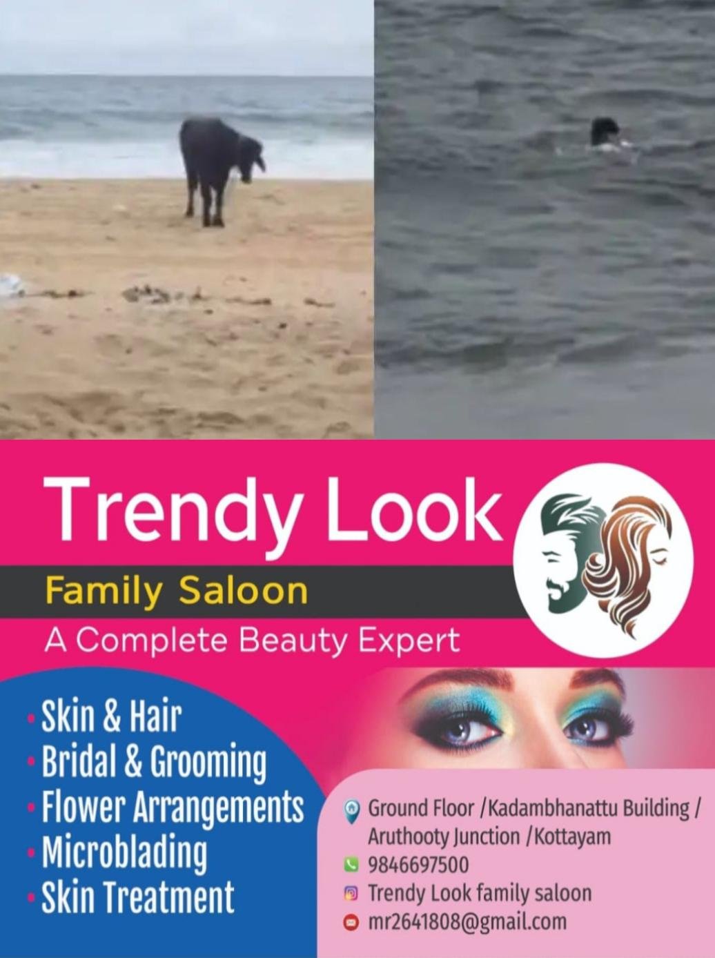 ബക്രീദ് ആഘോഷങ്ങൾക്കായി എത്തിച്ച പോത്ത് വിരണ്ടോടി കടലില്‍ ചാടി; ഓടുന്ന വഴി രണ്ട് പേര്‍ക്കുനേരെ ആക്രമണം